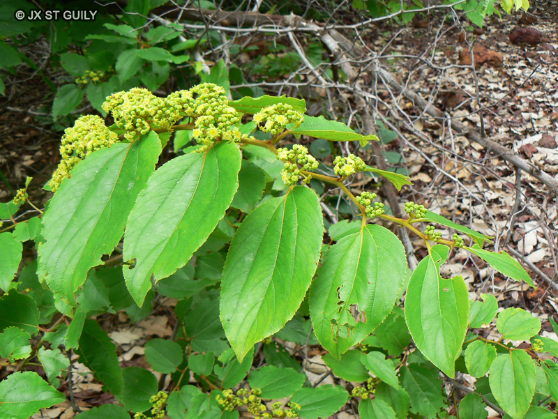 Rhamnaceae - Ziziphus mucronata - Jujubier