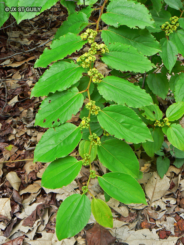  - Ziziphus sp. - 