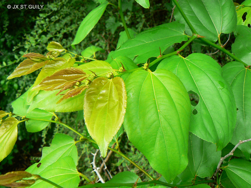  - Ziziphus sp. - 