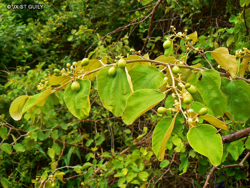 Rhamnaceae - Ziziphus sp. - Jujubier