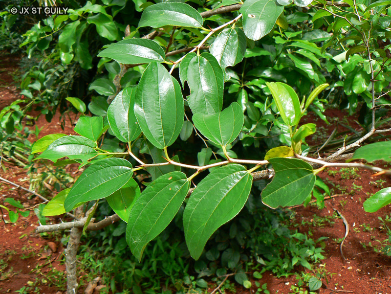 Rhamnaceae - Ziziphus spina-christi - Jujubier de Palestine, Jujubier épine du christ, Sidr, Ghasl