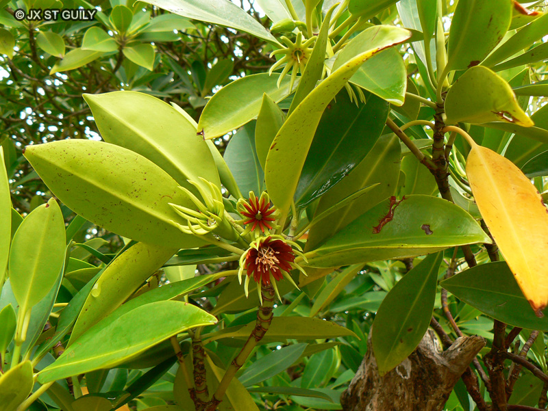 Rhizophoraceae - Bruguiera gymnorrhiza - Palétuvier noir, Manglier noir, Tangampoly, Tsitolona