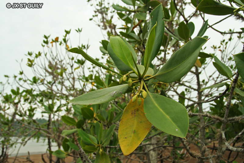  - Rhizophora mucronata - 