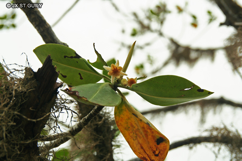 Rhizophoraceae - Rhizophora mucronata - Pal&eacute;tuvier gris, Har&acirc;
