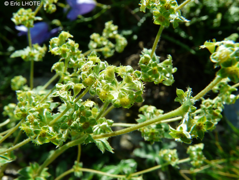  - Alchemilla conjuncta - 