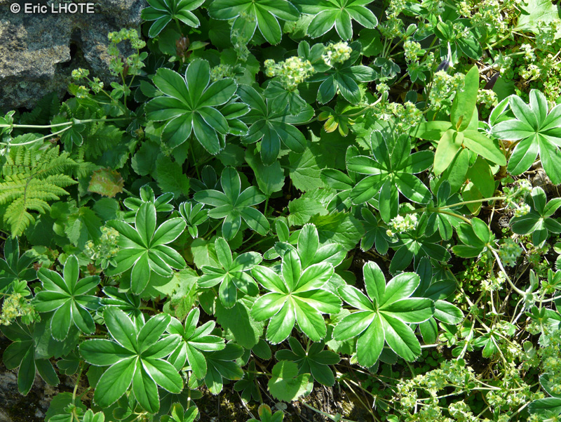 Rosaceae - Alchemilla conjuncta - Alchémille à folioles soudées