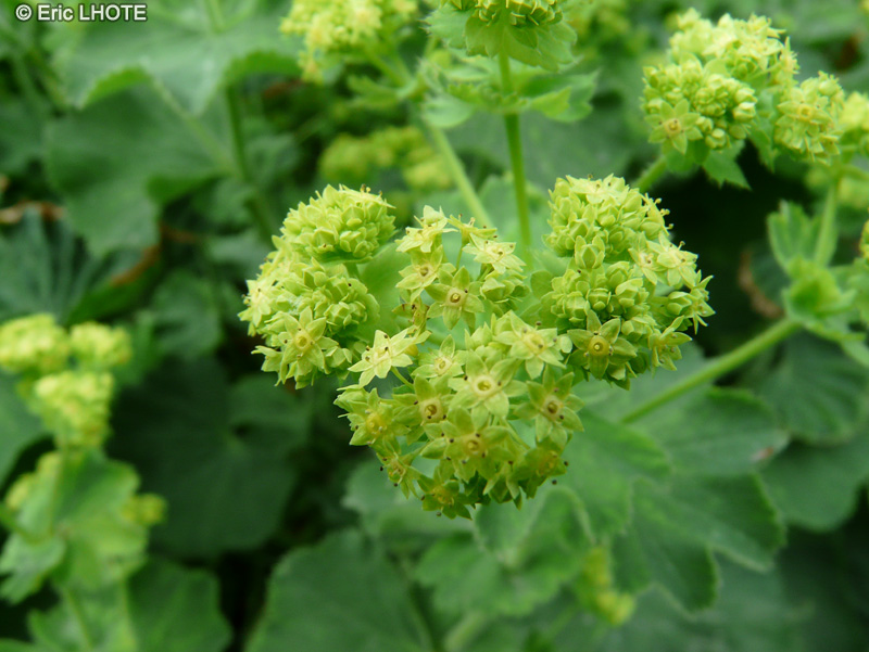 Rosaceae - Alchemilla mollis - Alch&eacute;mille molle, Manteau de Notre Dame, Patte de lion