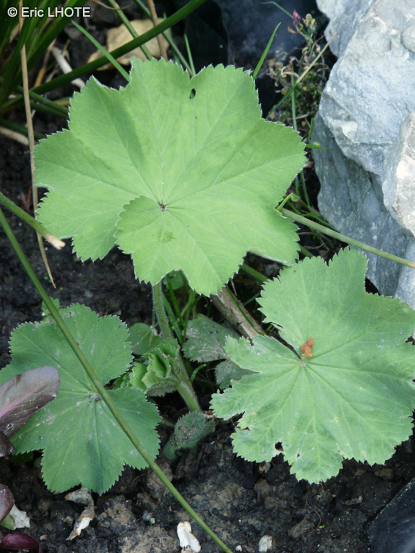  - Alchemilla vulgaris - 