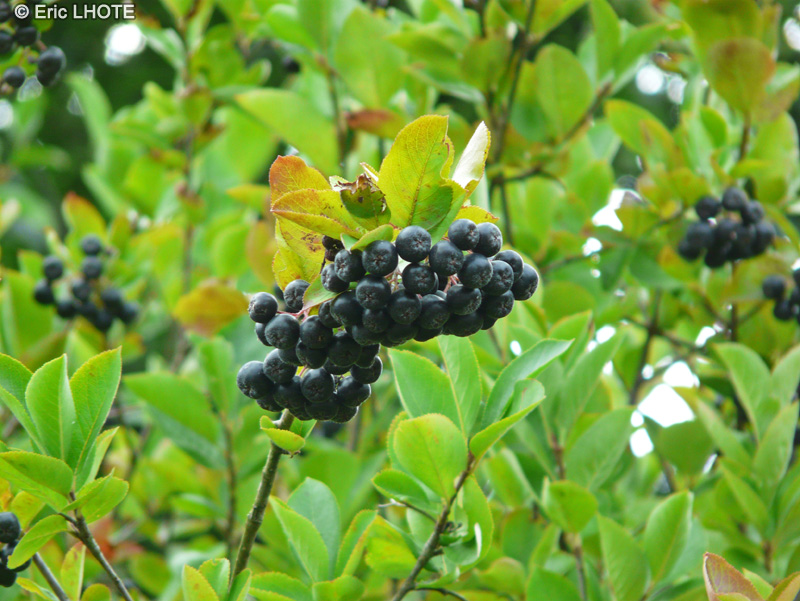  - Aronia melanocarpa - 
