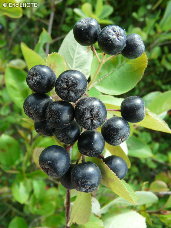 Rosaceae - Aronia melanocarpa - Aronie noire, Aronia &agrave; fruits noirs, Aronie m&eacute;lanocarpe