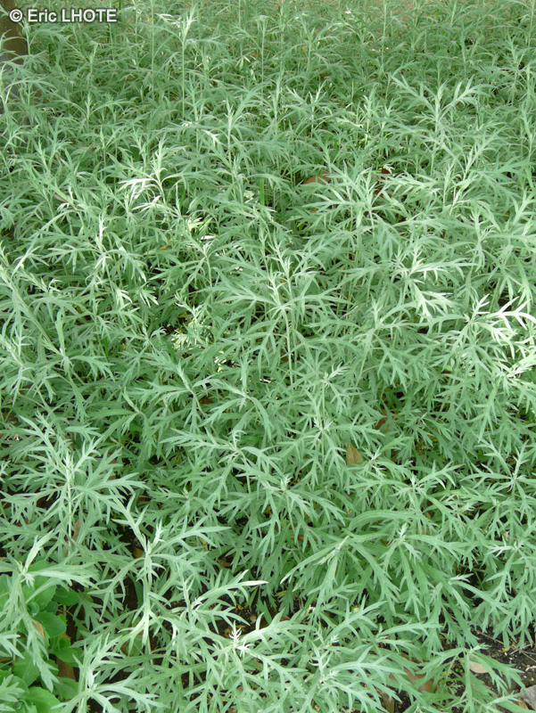 Rosaceae - Aruncus aesthusifolius, Fabiana imbricata - Fabiana imbriquée, Pichi, Peta, Romero