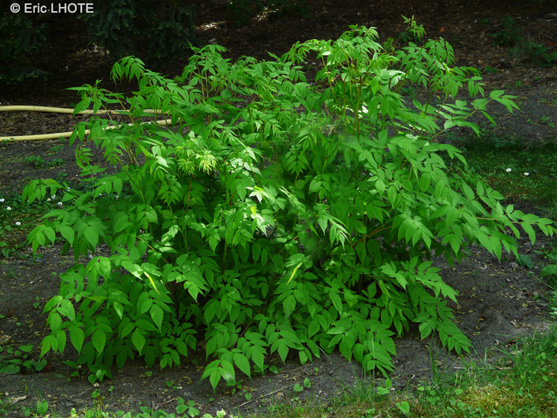  - Aruncus dioicus - 