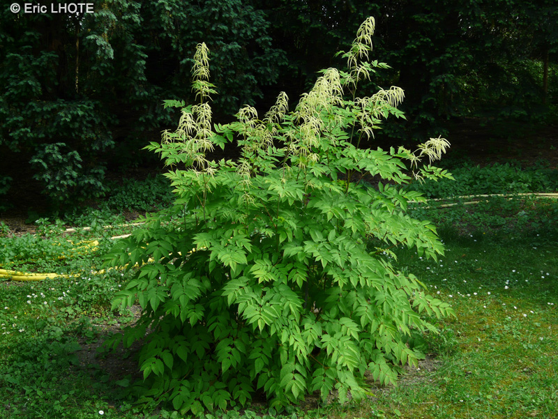  - Aruncus dioicus - 