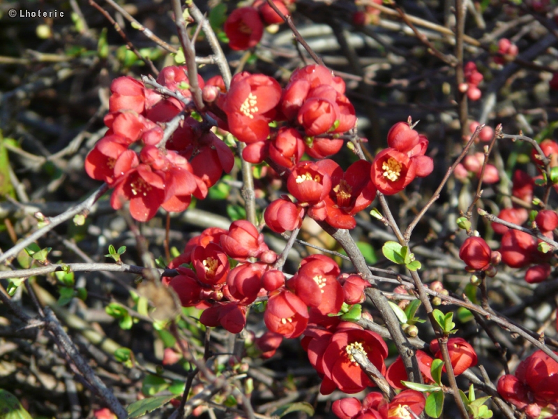  - Chaenomeles x Superba - 