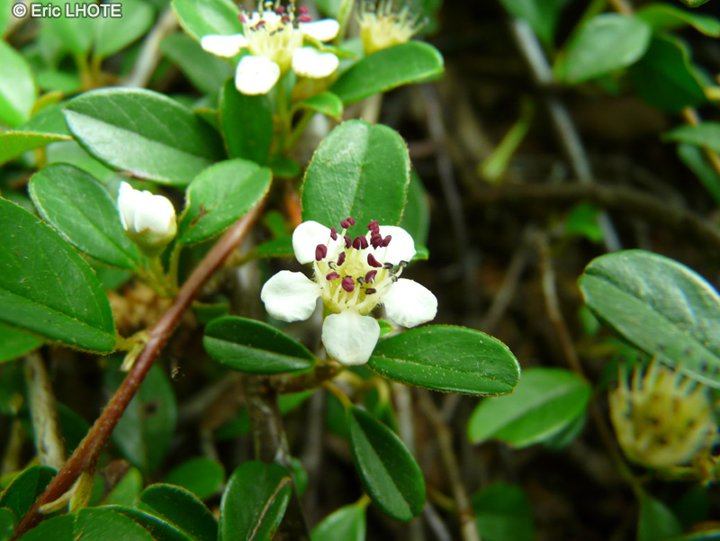  - Cotoneaster dammeri Eichholz - 