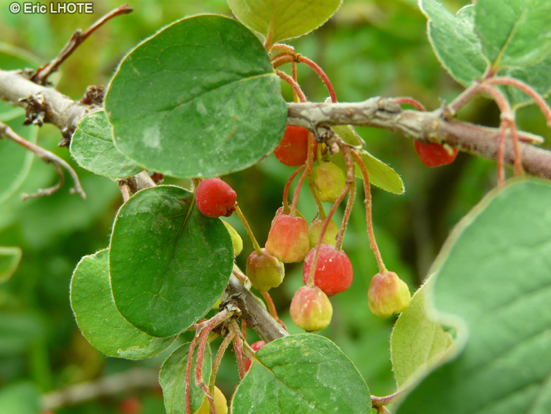  - Cotoneaster integerrimus - 