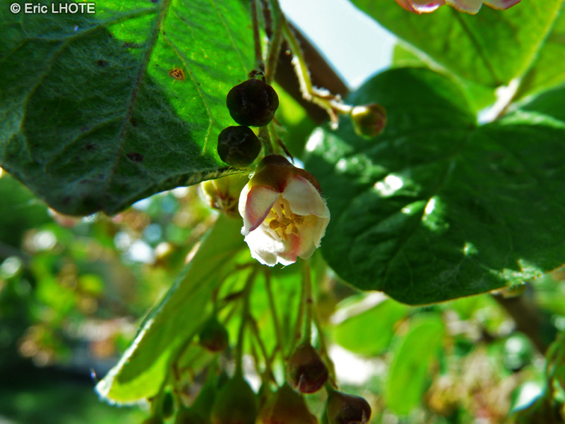  - Cotoneaster melanocarpus var. laxiflora - 