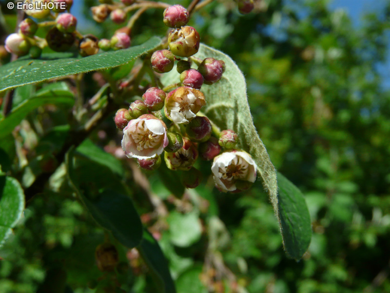  - Cotoneaster melanocarpus var. laxiflora - 