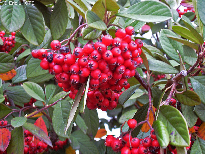  - Cotoneaster watereri x Cornubia - 