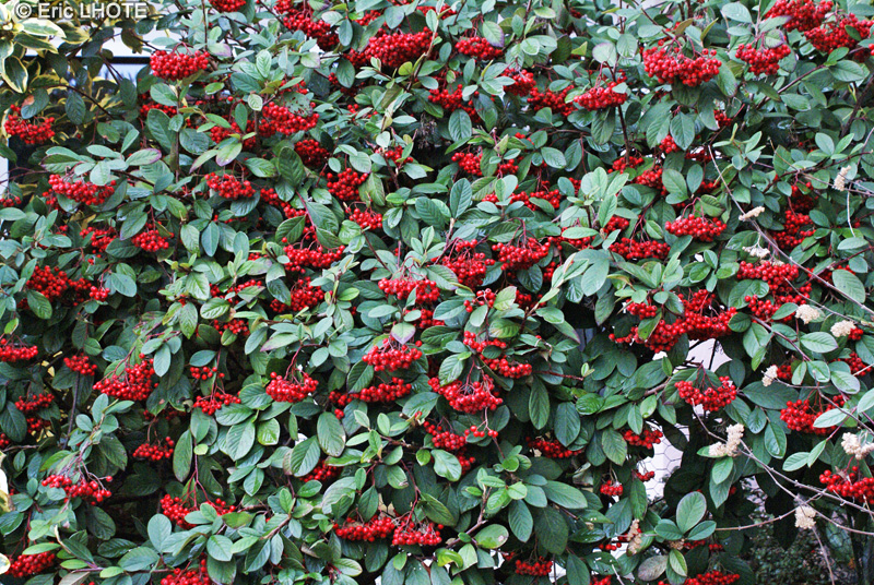 Rosaceae - Cotoneaster watereri x Cornubia - Coton&eacute;astre