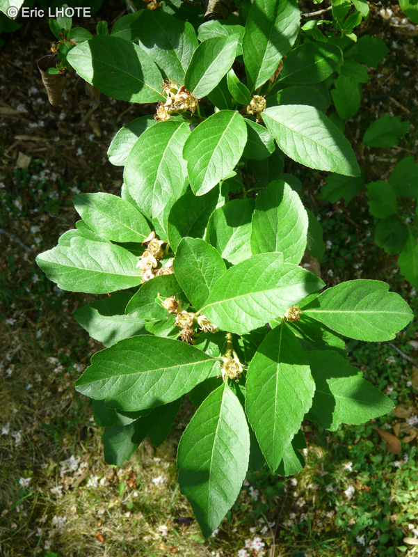  - Crataegomespilus grandiflora - 