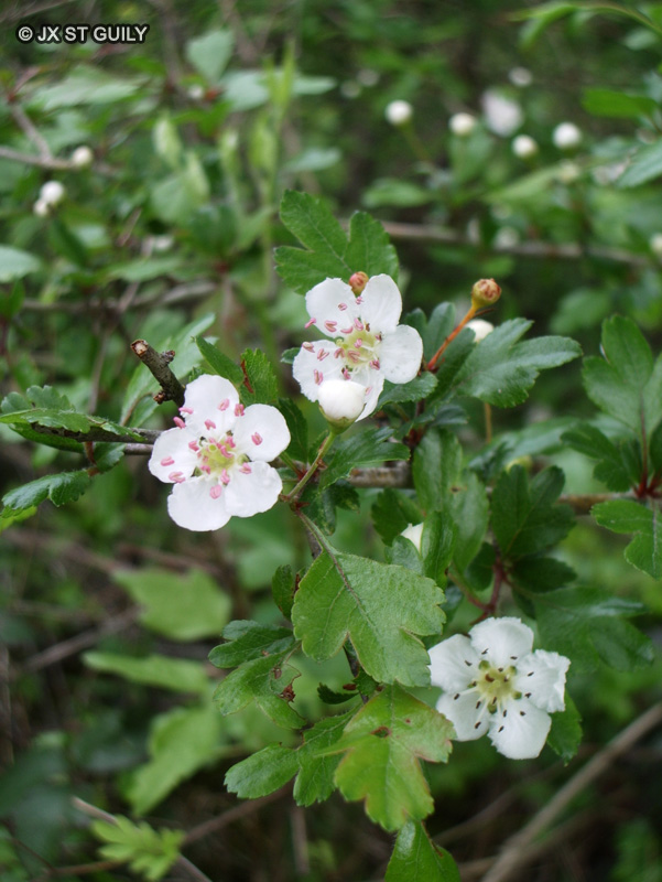  - Crataegus laevigata - 