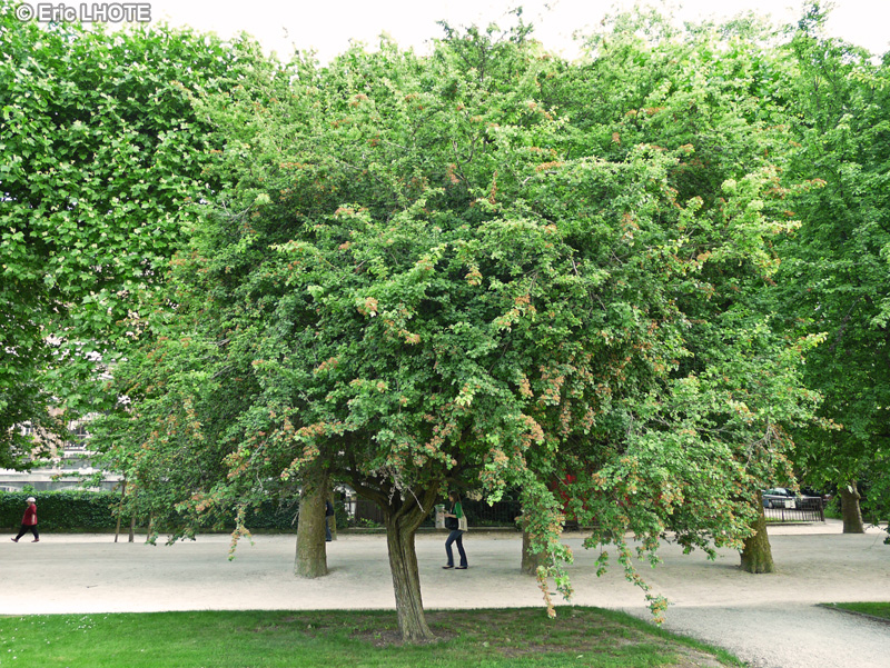  - Crataegus laevigata - 