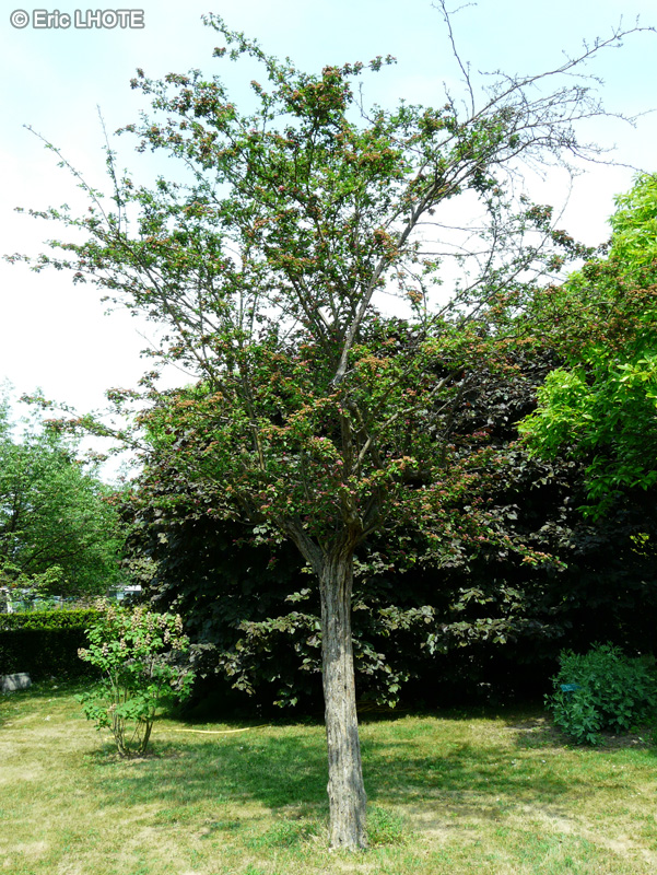 Rosaceae - Crataegus laevigata Rubra Plena - Aub&eacute;pine commune