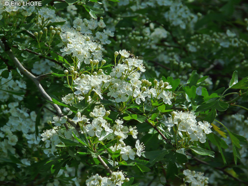  - Crataegus monogyna - 
