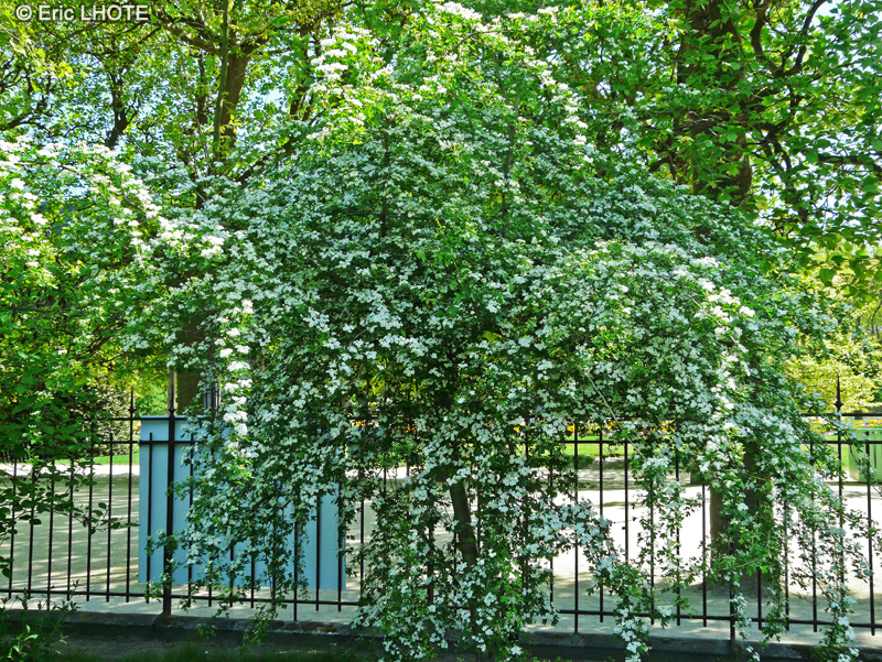 Rosaceae - Crataegus monogyna - Aub&eacute;pine monogyne, Epine Blanche, Aub&eacute;pine, Noble Epine, C&eacute;nnelier, Epine de mai