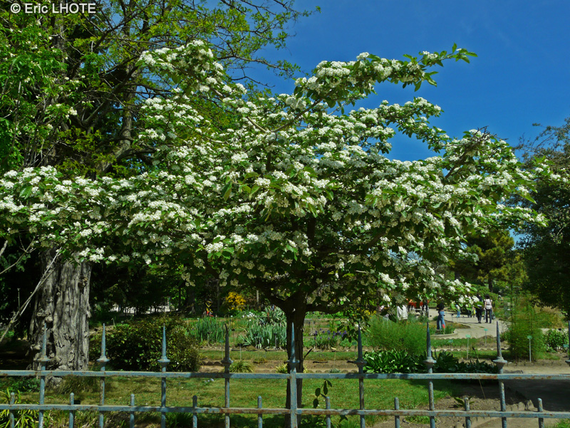 Rosaceae - Crataegus pubescens stipulacea - Aub&eacute;pine pubescente