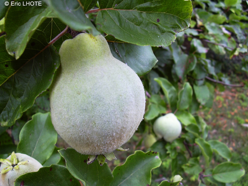  - Cydonia vulgaris - 