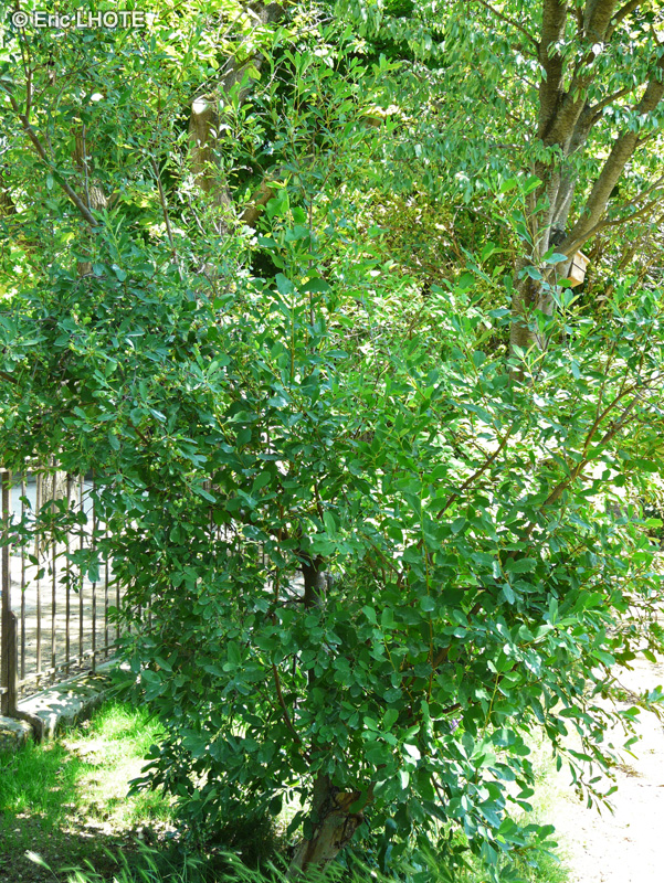 Rosaceae - Exochorda korolkowii - Arbre aux perles, Buisson de perles