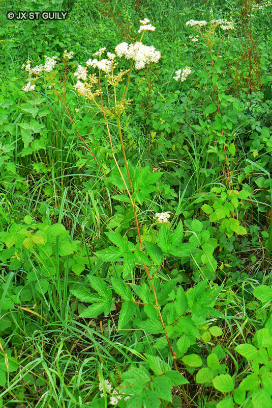 Rosaceae - Filipendula ulmaria - Reine des pr&eacute;s, Fausse Spir&eacute;e, Spir&eacute;e ulmaire