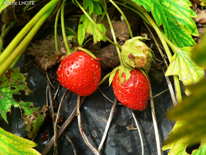 Rosaceae - Fragaria fruticosa - Fraisier