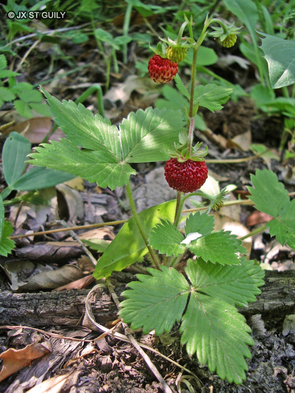  - Fragaria vesca - 