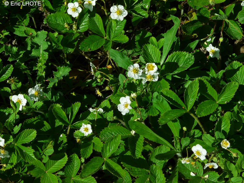 Rosaceae - Fragaria viridis - Fraisier vert
