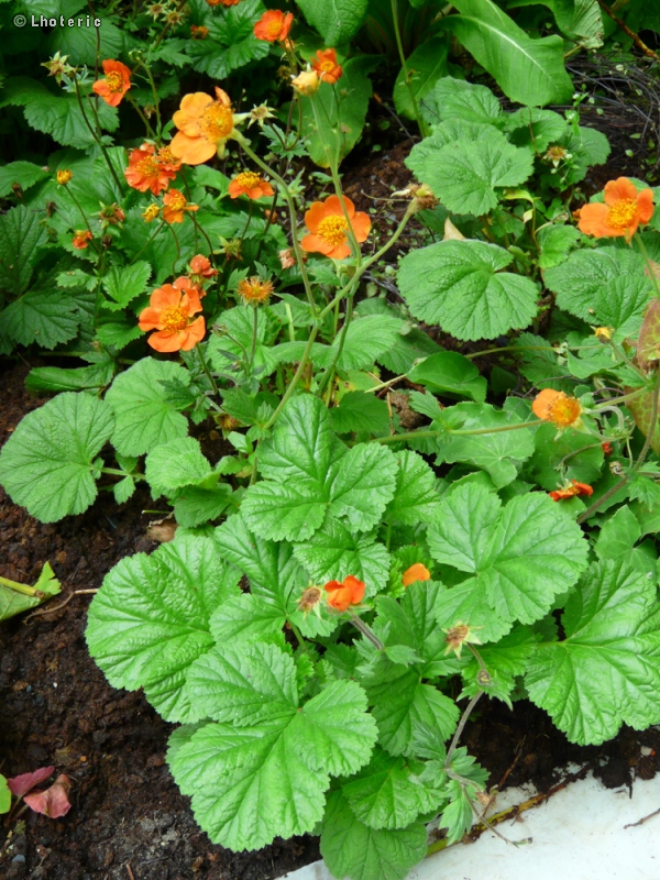 Rosaceae - Geum coccineum - Benoite écarlate