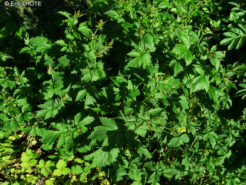 Rosaceae - Geum japonicum - Benoîte du Japon