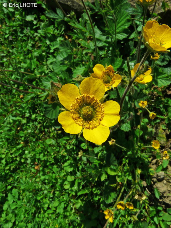  - Geum sylvaticum - 