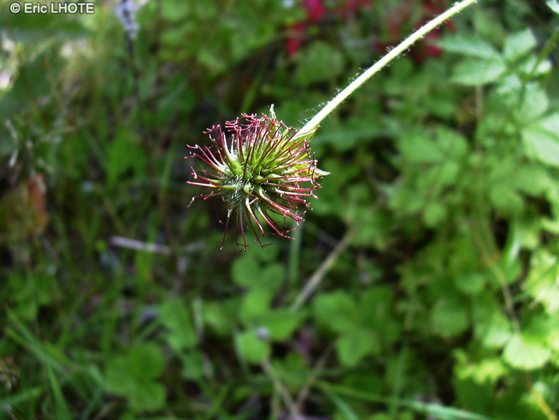 Rosaceae - Geum urbanum - Herbe de Saint-Beno&icirc;t, Benoite des villes, Sanicle des montagnes, Herbe &agrave; la fi&egrave;vre, Avence, Herbe du bon soldat
