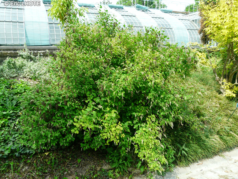  - Holodiscus discolor var. Ariifolius - 