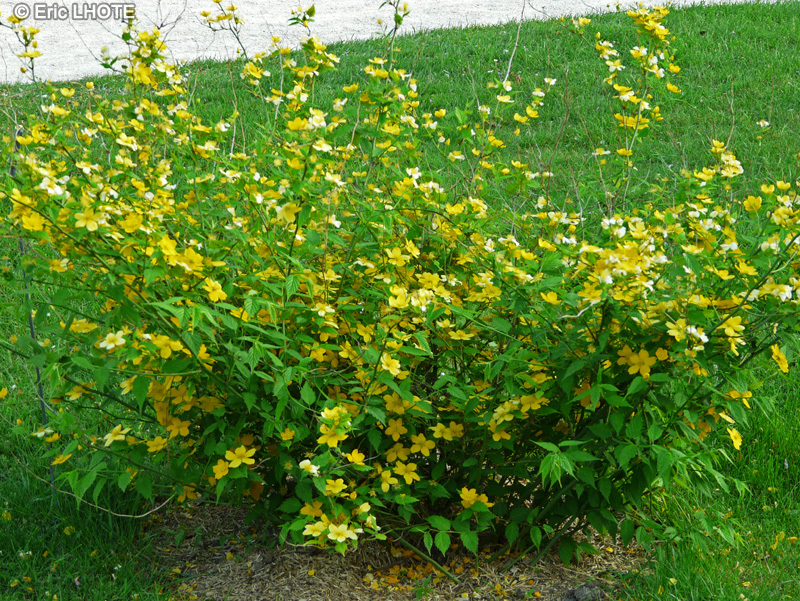 - Kerria japonica Golden Guinea - 