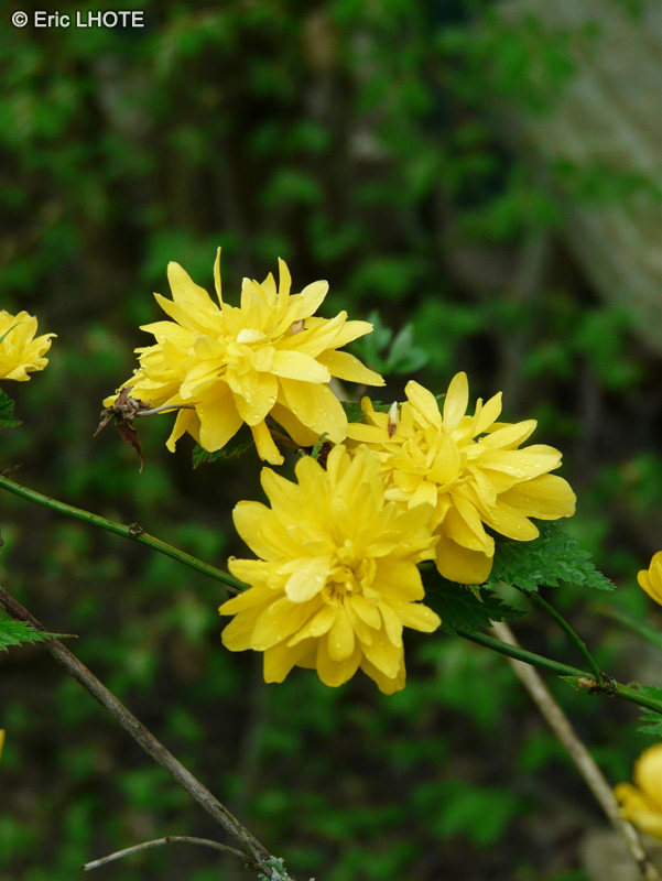  - Kerria japonica Pleniflora - 