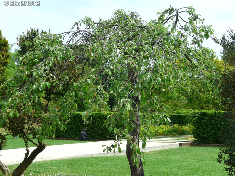 Rosaceae - Malus pumila Elise Rathke - Pommier à fleurs
