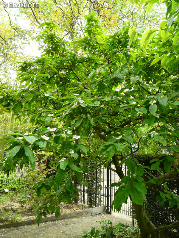  - Mespilus germanica - 