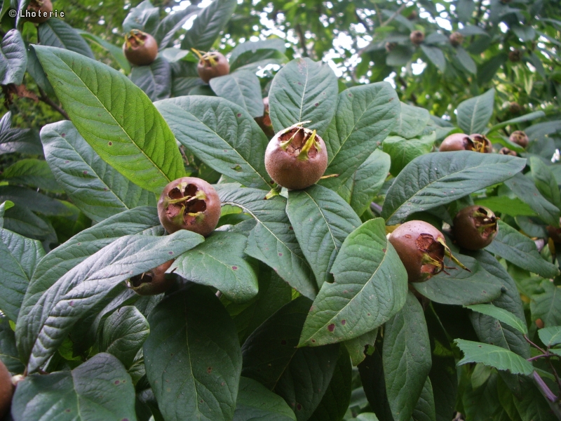  - Mespilus germanica - 