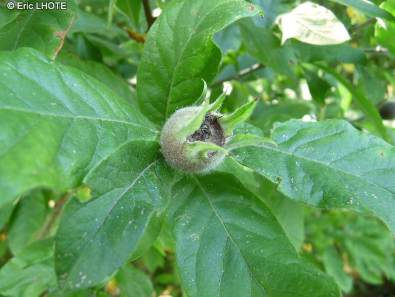 Rosaceae - Mespilus germanica - N&eacute;flier commun, N&eacute;flier d&rsquo;Allemagne, M&ecirc;lier, Mesplier