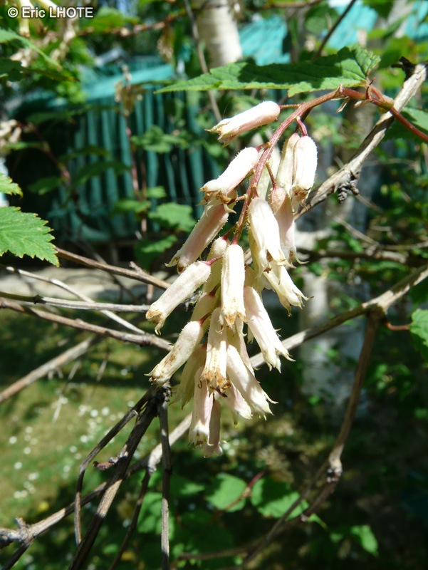  - Neillia sinensis - 