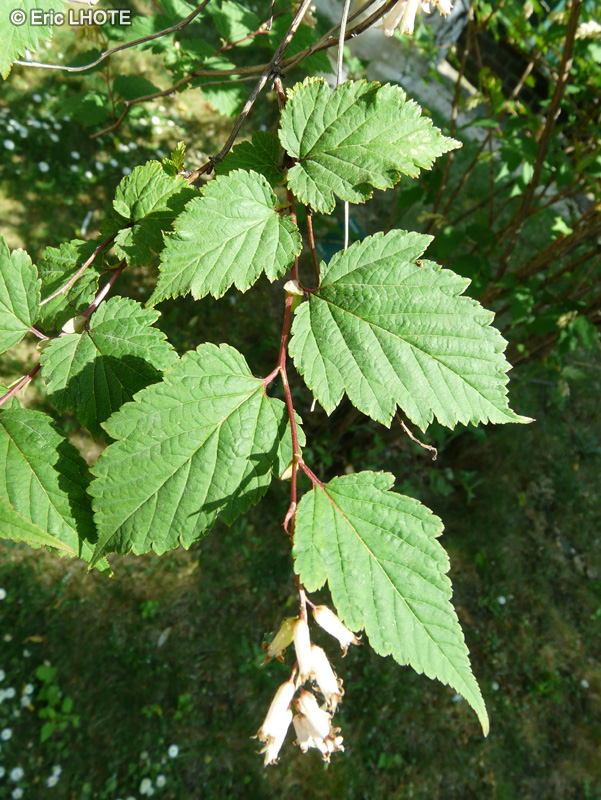  - Neillia sinensis - 